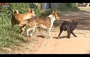 Cambodian Shepherd Vs Carolina Dog There Khnar Char Village Part 1