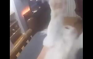 Vigorous cat receives banged