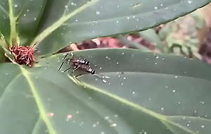 Insect mating