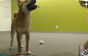 Braless Twitch Streamer Plays With Doggo