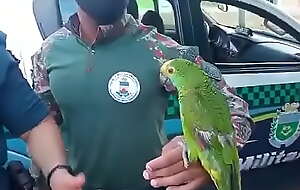 Papagaio e Cachorro resgatados pela PMA em Água Clara (CASO DO GORDÃO DO PAPAGAIO)